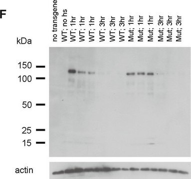 Anti-Aktin-Antikörper, Klon C4 clone C4, Chemicon&#174;, from mouse