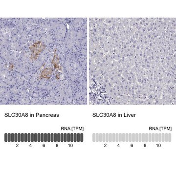 Anti-SLC30A8 Prestige Antibodies&#174; Powered by Atlas Antibodies, affinity isolated antibody