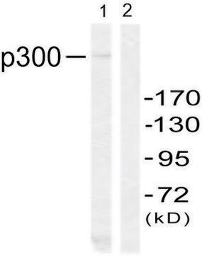 Anti-P300 antibody produced in rabbit affinity isolated antibody