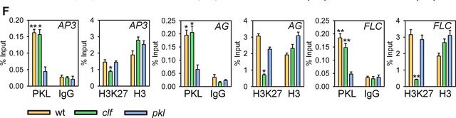 Anti-Histone H3 Antibody, CT, pan serum, Upstate&#174;