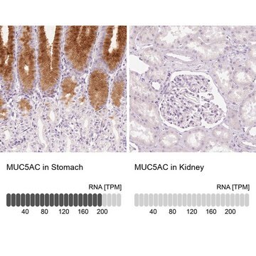 Anti-MUC5AC antibody produced in rabbit Prestige Antibodies&#174; Powered by Atlas Antibodies, affinity isolated antibody, buffered aqueous glycerol solution