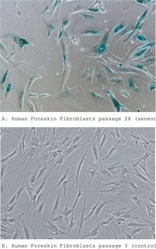 Histochemisches Färbungskit für Seneszenzzellen sufficient for 100&#160;tests