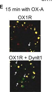 Anti-Green Fluorescent Protein Antibody Chemicon&#174;, from mouse