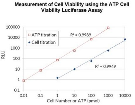 ATP-Luciferase-Assay zur Zellviabilität A highly sensitive firefly luciferase cell based assay for quantifying ATP in cell cultures used to measure cell viability.