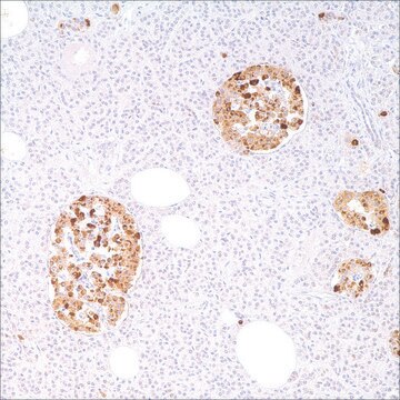 Chromogranin A (LK2H10) Mouse Monoclonal Antibody