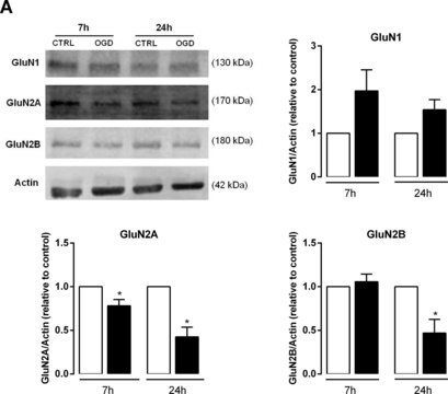 Anti-NMDAR1 Antibody, clone 54.1 clone 54.1, Chemicon&#174;, from mouse