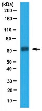 Anti-DMT1-Antikörper serum, from rabbit