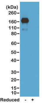 Anti-Mouse IgA antibody, Rabbit monoclonal recombinant, expressed in HEK 293 cells, clone RM220, purified immunoglobulin