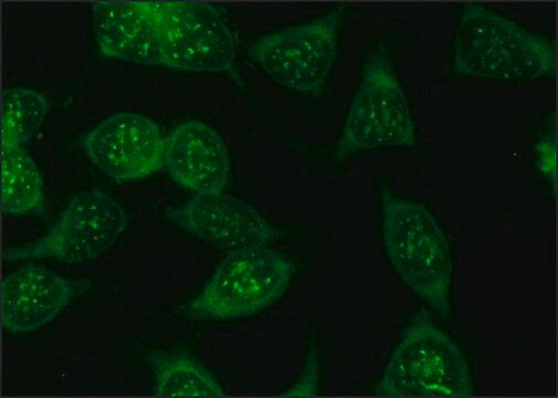 Anti-Luciferase antibody produced in rabbit IgG fraction of antiserum, buffered aqueous solution