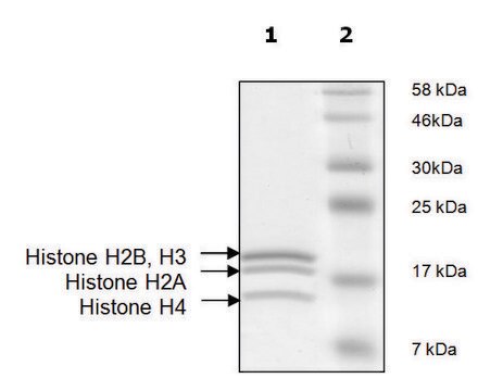 Histone Octamer full length human recombinant, expressed in E. coli, &#8805;90% (SDS-PAGE)