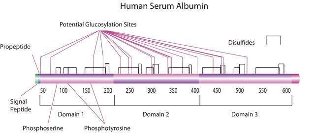 Albumin human recombinant, expressed in Saccharomyces cerevisiae, aqueous solution, 10% in aqueous buffer, &#8805;99% (agarose gel electrophoresis)