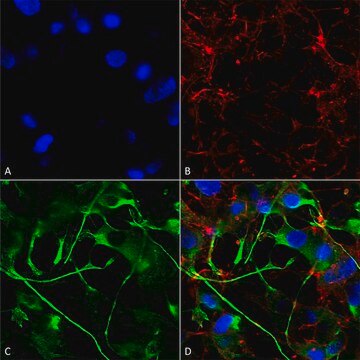 Monoclonal Anti-Vglut2 antibody produced in mouse clone S29-29, purified immunoglobulin