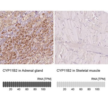 Anti-CYP11B2 antibody produced in rabbit Prestige Antibodies&#174; Powered by Atlas Antibodies, affinity isolated antibody, buffered aqueous glycerol solution