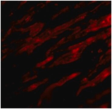 Anti-PDL-1 Antibody from rabbit, purified by affinity chromatography