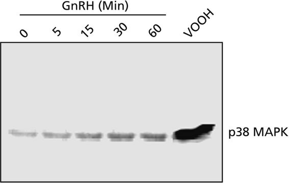 Anti-p38 MAP Kinase, Activated (Diphosphorylated p38) antibody, Mouse monoclonal clone P38-TY, purified from hybridoma cell culture, buffered aqueous solution