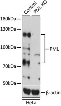 Anti-PML antibody produced in rabbit