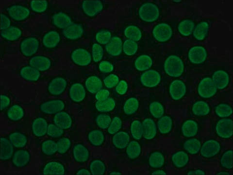 Anti-Human IgG (Fab specific)&#8722;FITC antibody produced in goat affinity isolated antibody, buffered aqueous solution