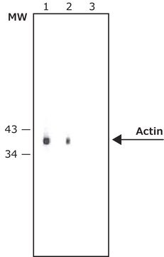 Anti-Mouse IgG (whole molecule)&#8722;Alkaline Phosphatase antibody produced in rabbit affinity isolated antibody, buffered aqueous glycerol solution