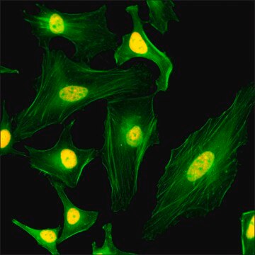 Anti-Core Histone Macro-H2A.1 antibody, Rabbit monoclonal recombinant, expressed in HEK 293 cells, clone RM248, purified immunoglobulin