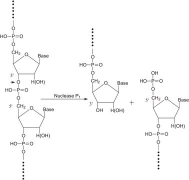 Nuclease P1 aus Penicillium citrinum lyophilized powder, &#8805;200&#160;units/mg protein (E1%/280, 3&#8242;-5&#8242;-Phosphodiesterase)