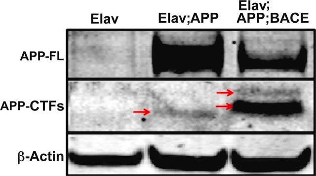 Anti-Amyloid Precursor Protein, C-Terminal antibody produced in rabbit IgG fraction of antiserum, buffered aqueous solution