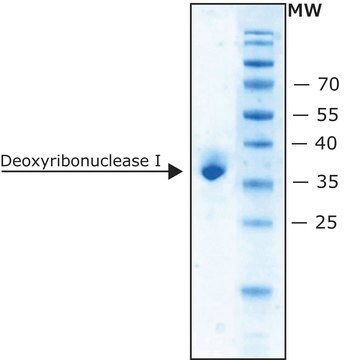 Deoxyribonuclease I bovine recombinant, expressed in Pichia pastoris, lyophilized powder, RNAse and protease, free