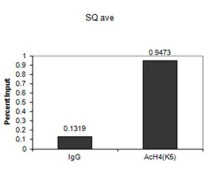 Anti-Acetyl-Histon-H4(Lys5)-Antikörper serum, from rabbit