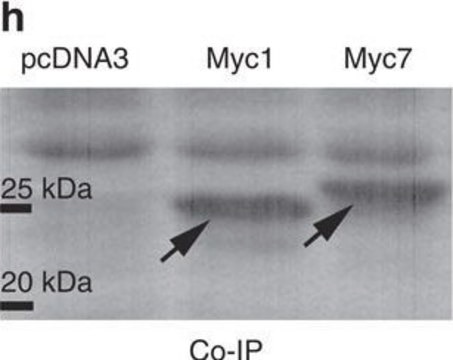 Anti-c-Myc antibody produced in rabbit ~0.5&#160;mg/mL, affinity isolated antibody, buffered aqueous solution