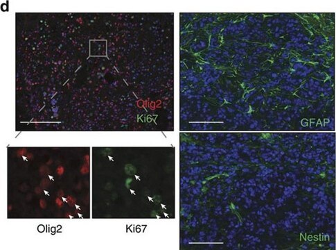 Anti-Olig-2 Antibody Chemicon&#174;, from rabbit