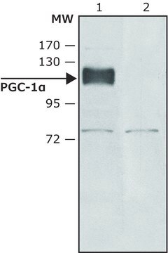 Anti-PGC-1&#945;(N-terminal) antibody produced in rabbit ~1.0&#160;mg/mL, affinity isolated antibody