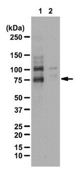 Anti-Phospho-WAVE2(Ser343)-Antikörper from rabbit, purified by affinity chromatography