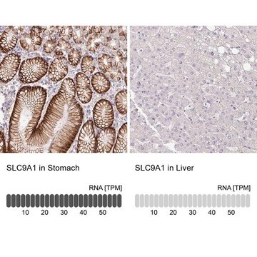 Anti-SLC9A1 antibody produced in rabbit Prestige Antibodies&#174; Powered by Atlas Antibodies, affinity isolated antibody, buffered aqueous glycerol solution