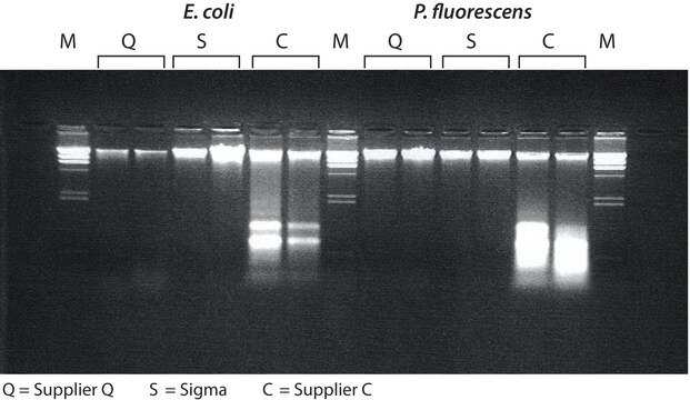 GenElute&#8482; Bacterial Genomic DNA Kit sufficient for 70&#160;purifications