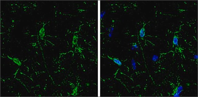 Monoclonal Anti-Iba1 antibody produced in mouse clone GT10312, affinity isolated antibody