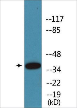 Anti-phospho-CREB (pSer133) antibody produced in rabbit affinity isolated antibody