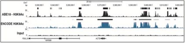 Anti-acetyl Histone H3 (Lys9) Antibody from rabbit, purified by affinity chromatography