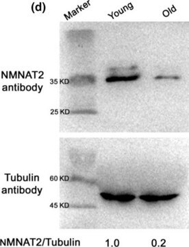 Anti-&#945;-Tubulin&#8722;-FITC-Antikörper, monoklonaler Antikörper der Maus clone DM1A, purified from hybridoma cell culture