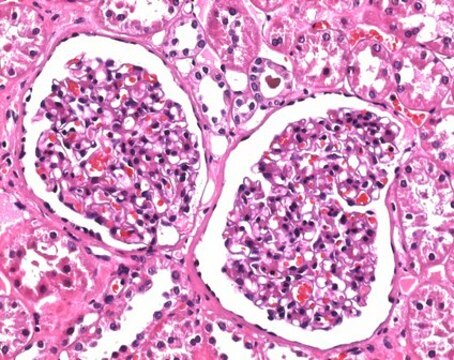 Formaldehydlösung 4 %, gepuffert, pH 6,9 (approx. 10% Formalin solution) for histology