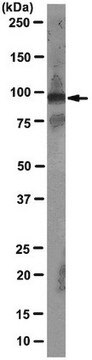 Anti-TERT (human) Antibody, clone 2C4 clone 2C4, from mouse