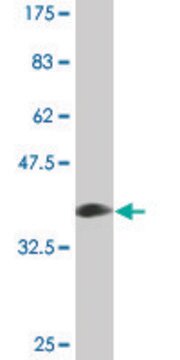 Monoclonal Anti-PLIN antibody produced in mouse clone 4G1, purified immunoglobulin, buffered aqueous solution