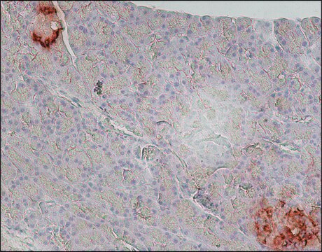 Anti-Glucagon antibody, Mouse monoclonal clone K79bB10, purified from hybridoma cell culture