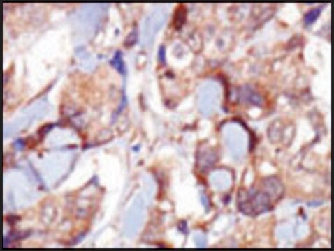 Anti-MLCK (N-term) antibody produced in rabbit IgG fraction of antiserum, buffered aqueous solution