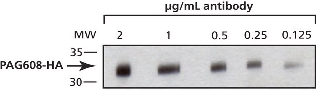 Anti-HA-Antikörper, monoklonaler Antikörper der Maus in Maus hergestellte Antikörper clone HA-7, purified from hybridoma cell culture