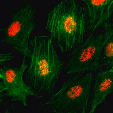 Anti-Histone H3 pan antibody, Rabbit monoclonal recombinant, expressed in HEK 293 cells, clone RM188, purified immunoglobulin