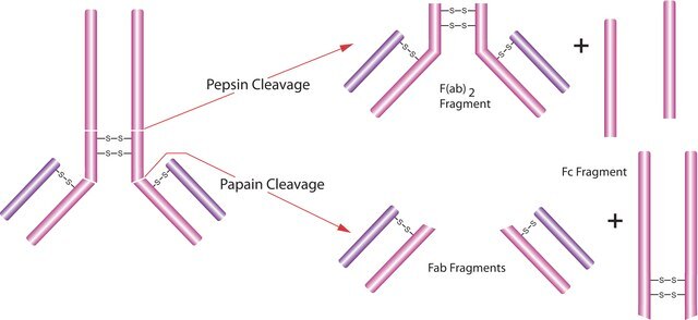 Pepsin aus Schweinemagenschleimhaut lyophilized powder, &#8805;3,200&#160;units/mg protein