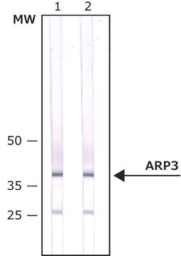 Anti-ARP3 antibody, Mouse monoclonal clone FMS338, purified from hybridoma cell culture