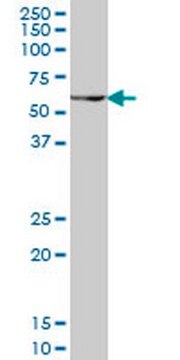 Anti-PAX7 Mouse mAb (1E12) liquid, clone 1E12, Calbiochem&#174;