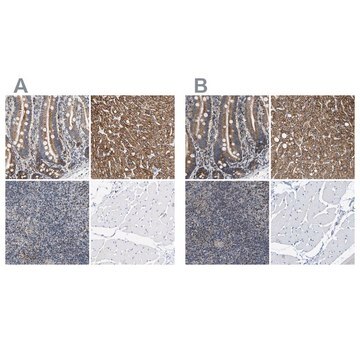 Anti-SHMT2 antibody produced in rabbit Prestige Antibodies&#174; Powered by Atlas Antibodies, affinity isolated antibody, buffered aqueous glycerol solution, Ab2