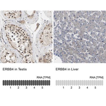 Anti-ERBB4 antibody produced in rabbit Prestige Antibodies&#174; Powered by Atlas Antibodies, affinity isolated antibody, buffered aqueous glycerol solution