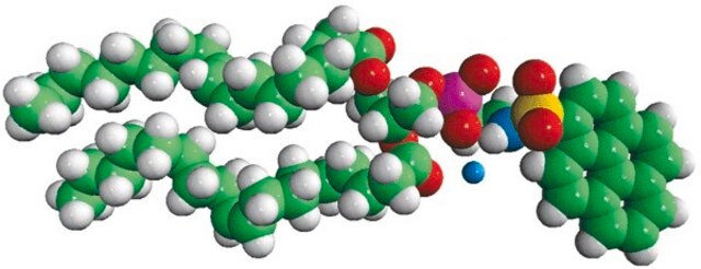 18:1 Pyrene PE Avanti Polar Lipids 810331P, powder